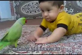 鹦鹉跟小主人面对面玩，鹦鹉还主动亲吻小主人，鹦鹉举动令人暖心视频封面