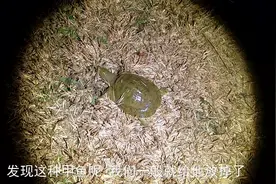 在户外打野 抓住这样的甲鱼一定不能留视频封面