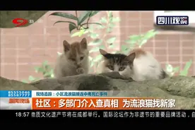 小区流浪猫接连中毒死亡，业主怀疑与小区除虫有关？物业这样回应视频封面