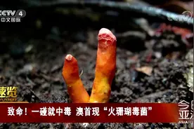 一碰就致命 澳首现“火珊瑚毒菌”