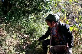 云南偏远山区花椒熟了，村里人结伴摘花椒，还可以采鸡枞视频封面