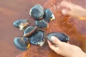 这招抓河蚌太厉害，一个也跑不了视频封面