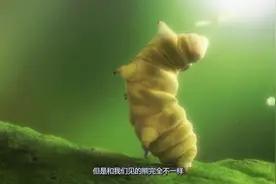 这种虫子生命力顽强，存活时间特别长，几乎没有天敌
