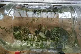 泰山小溪抓的野生小鱼，网友都说养不活，我却用这种方法养活了！视频封面