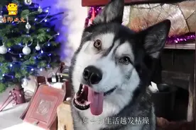 为准备养狗人士推荐3只犬，干净好养无味道，二哈也是其中之一？