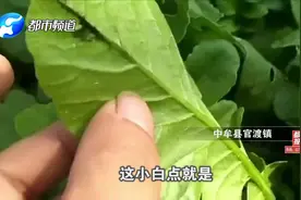 郑州、开封、焦作多地出现“小白虫”，专家：第一次大量爆发！视频封面