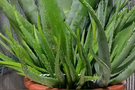 芦荟的根系发黑腐烂了怎么快速发根？芦荟有哪些浇水技巧图片