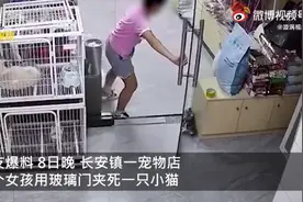 广东一女孩用玻璃门夹死小猫，宠物店已报警，家长：孩子与猫玩耍图片