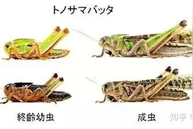 蝗灾时的蝗虫能吃么？图片