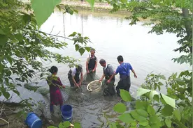 农技：人工繁育成功 鳜鱼套养有诀窍图片