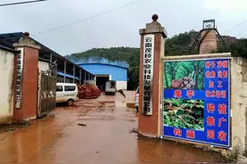 罗平这家魔芋加工厂正式投产，日加工鲜魔芋30吨图片