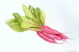 色铅彩绘 | 小红萝卜图片
