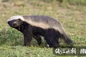 “平头哥”表亲惊现千岛湖图片