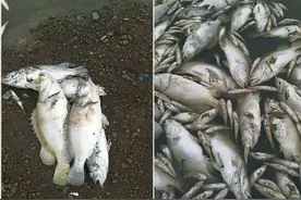江西一河滩大量鳜鱼搁浅，却无人敢捡，令人叹息图片