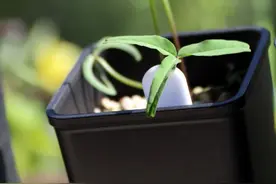 悠闲的周末，摆弄摆弄家里的花草植物，不是很美好吗？图片