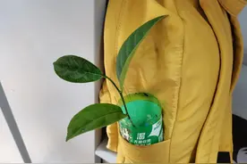 这是一个北方姑娘和她在北方种出的菠萝蜜的故事图片