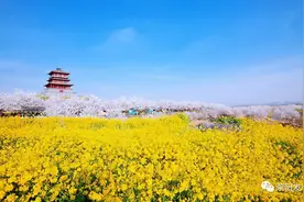 古柏渡丰乐樱花园 千亩樱花烂漫绽放图片