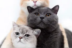 正宗叠猫猫，排排立起来图片