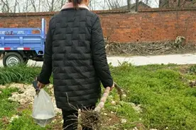 要想甘蔗又脆又甜水分多，施肥是关键，尤其钾肥要慎施图片