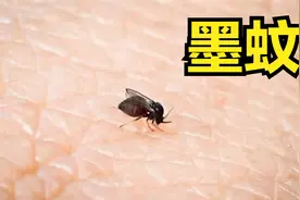 科普：夏天到了，来看看几种咬你的蚊子吧图片