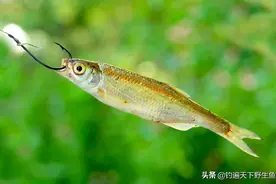 小杂鱼闹窝最头疼，用对方法灵活改变，巧妙避开小鱼钓大鱼图片