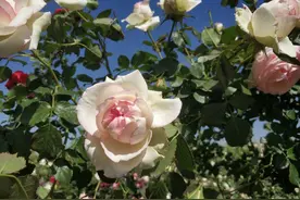 夏季热月季花容易干枯，为啥花农的月季花鲜艳水灵？答案在这里图片