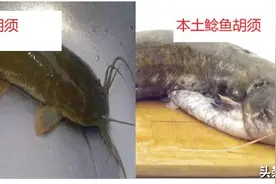短短30年，从街边美食，到臭名昭著，埃及塘虱鱼经历了什么？图片