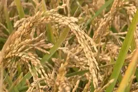 成功培育突破性水稻品种 黑龙江打造国家粮食安全“压舱石”图片