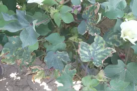 双控法中叶面喷施法砣+保势腾可有效抑制棉花黄萎病的发生图片