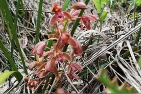 新记录！鹰潭阳际峰保护区发现珍稀多花兰群落图片