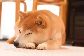 神烦狗表情包图片