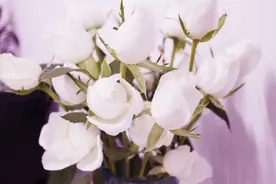 秉性纯良，但不会任人拿捏的星座，他们虽善良，但也有“锋芒”图片