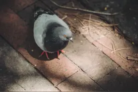 双语——救鸽子（Saving a Pigeon）图片