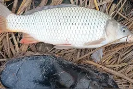 大战升钟湖（小爆炸机竿）图片