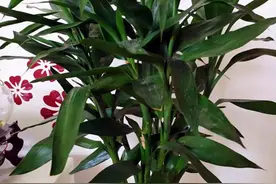 花盆生潮虫，不要怕，学学这几招，对灭虫有帮助图片