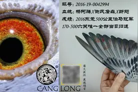 刚养三年的新手“伯马”究竟是怎样做到的？图片
