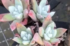 多肉植物：从白菊开始的仙女杯，为什么很好养，您还会被劝退？图片