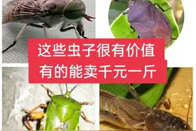 几种农村常见虫子，有的能卖1000多元一斤，可惜知道的人不多图片