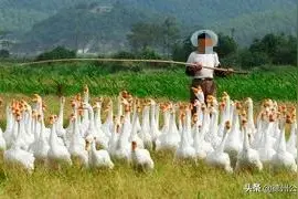 平原：损贼偷大鹅被抓，该！图片
