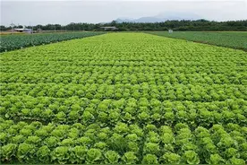 新绿色蔬菜标准化生产管理流程图片
