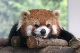 洛阳：人工育幼小熊猫 呆萌活泼惹人爱图片