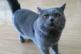 将蓝猫托朋友照顾，谁知它天天欺负宠物龟，朋友：快把这祖宗带走图片