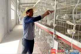 “小鸽子,大产业”,致富路上有奔头!图片