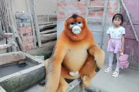 金丝猴进村串门觅食 竟然还跟着村民进了家图片