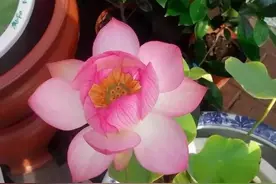 阳台种荷花，开花拇指大，一个茶碗种一棵，冰清玉洁美艳艳图片