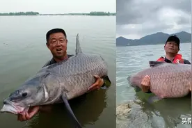 三条巨青产生不同的声音，见识偏差还是钓鱼人的无知？看戏不怕吵图片