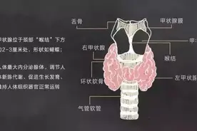 手把手教你看懂甲状腺超声报告图片