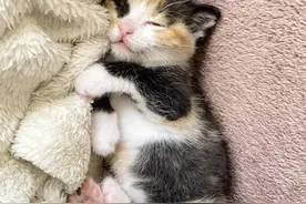 女子在花园里救下一只流浪小猫，带回家后，家里大猫的反应暖哭图片