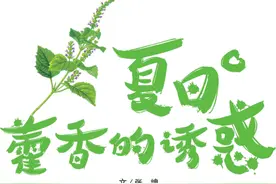 讲故事识藿香，夏季防中暑，为啥藿香要为主？及现代使用方法图片