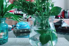 叶插、枝插小技巧，都用烦了该怎么办？就跟着学新颖的花泥繁殖图片